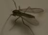 Tanytarsini inconnu